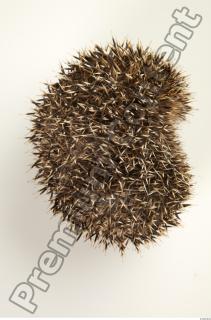 Hedgehog - Erinaceus europaeus  0024